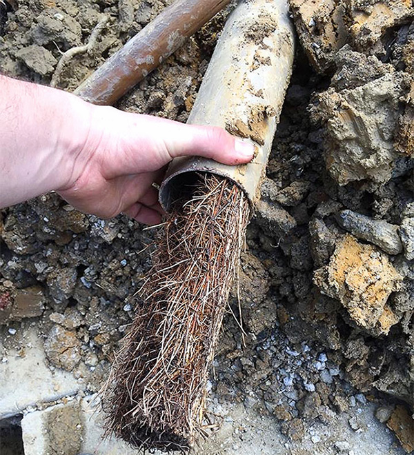 Tree root incursion in storm water drain, Templestowe